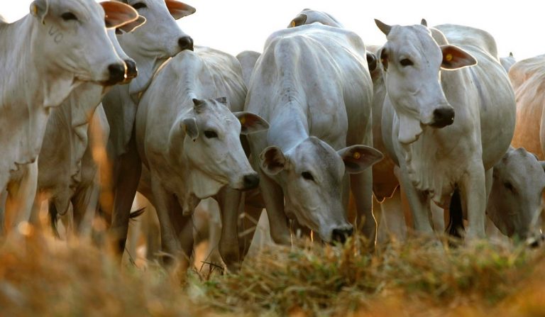 Read more about the article Rebanho bovino responde por 17% das emissões de gases de efeito estufa no Brasil