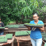 Cooperativa de mulheres da Nicarágua garante soberania alimentar e incidência pela equidade de gênero