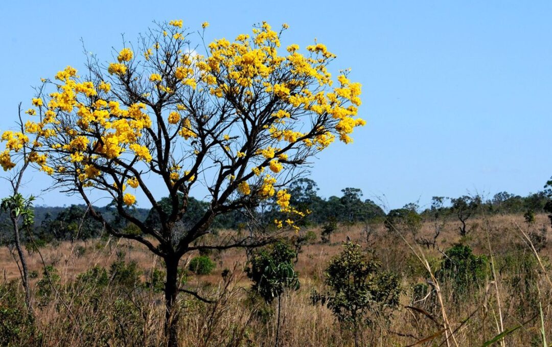 Read more about the article Agropecuária é a principal causa da devastação das florestas naturais, aponta MapBiomas