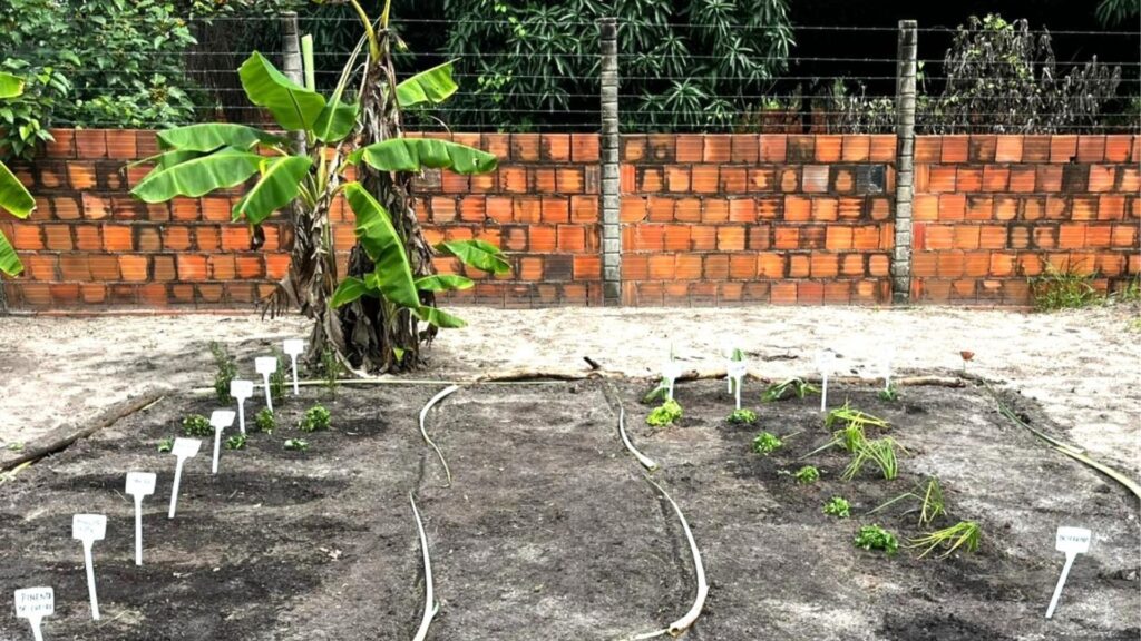 Horta comunitária com plantas jovens em fileiras, bananeira ao centro e muro de tijolos vermelhos ao fundo, área de cultivo organizada para produção agroecológica.